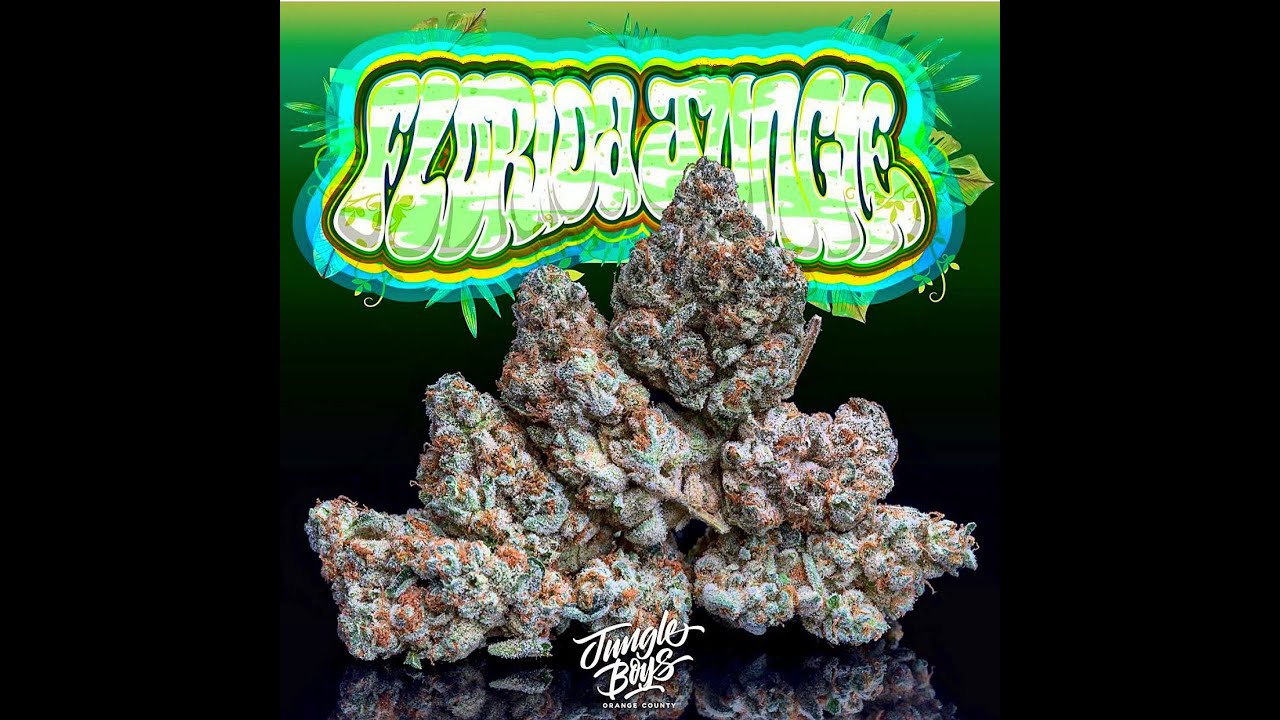 Jungle Boys &ldquo;FLORIDA JUNGLE🏝&rdquo; Strain review(25%THC)