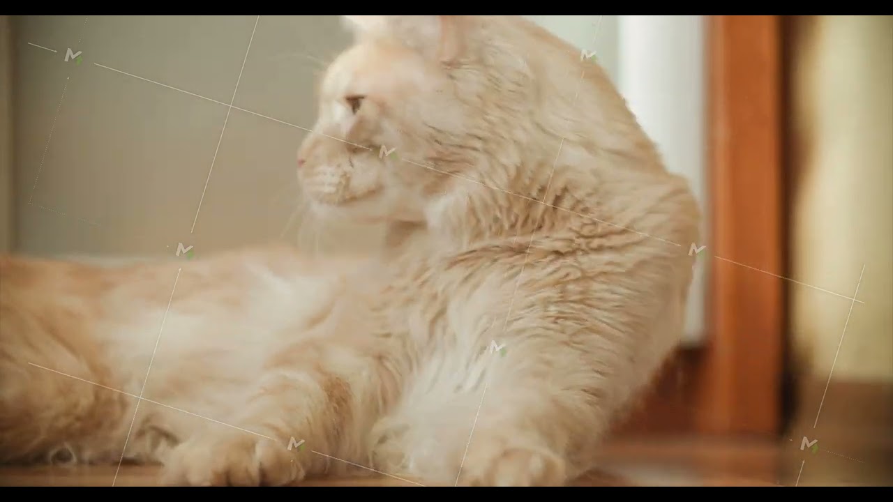 Funny Curious Light Ginger Maine Coon Cat Lying At Floor. Maine Shag At Home. Close Up View Amazing