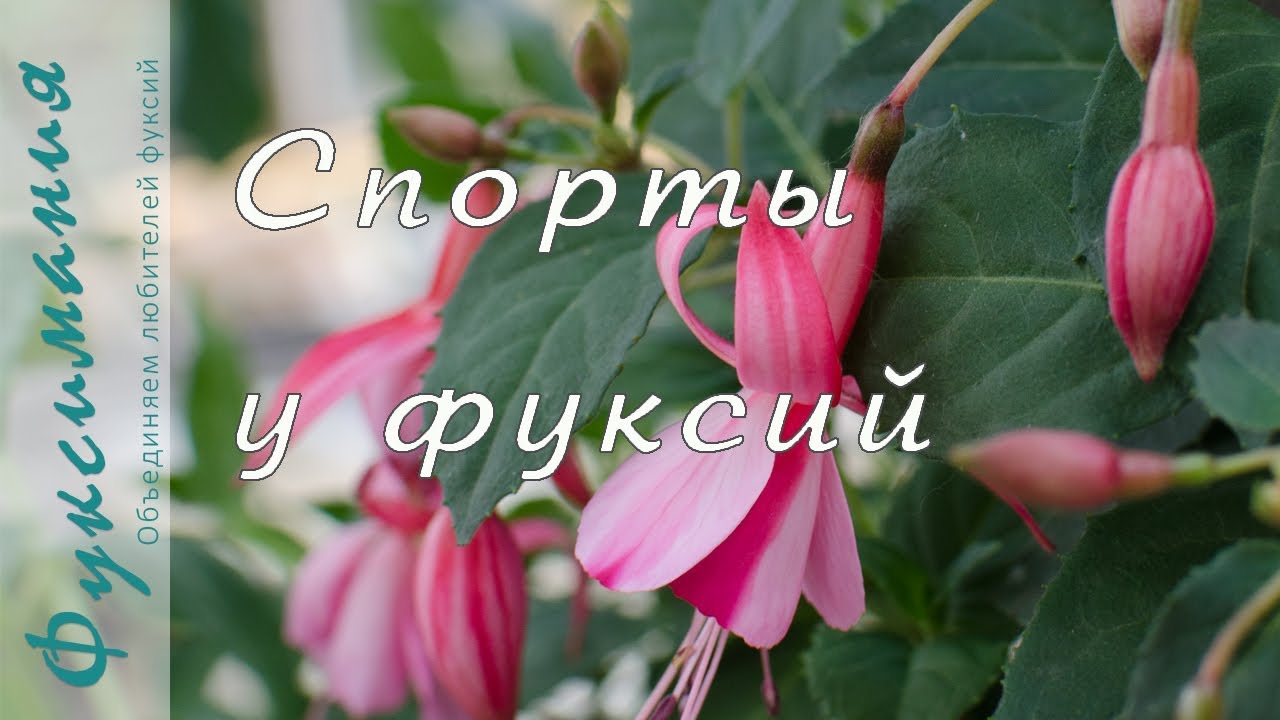 Спорты у фуксий