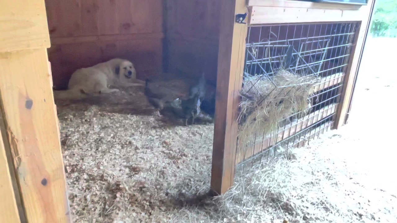 Great Pyrenees alerts to bird of prey