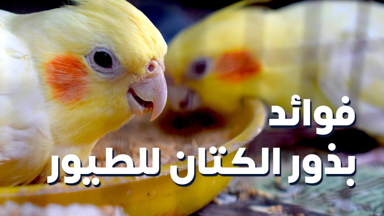 فوائد بذور الكتان للطيور