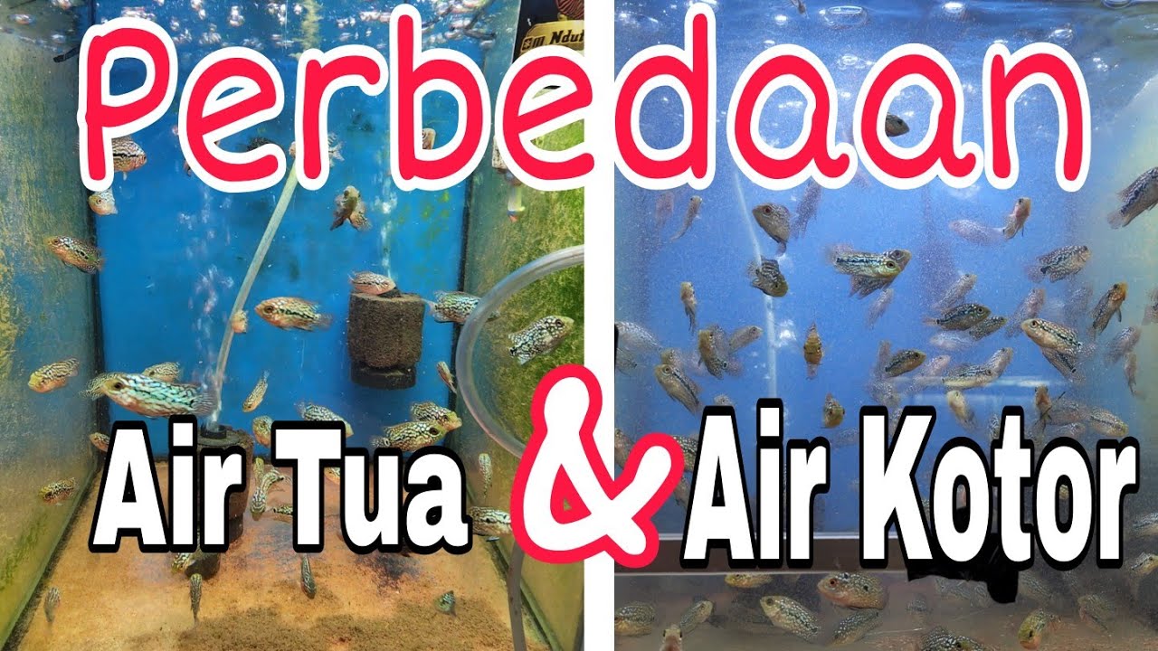 Belajar Progress Ikan Louhan Kamfa Dengan Membedakan Kwalitas Air