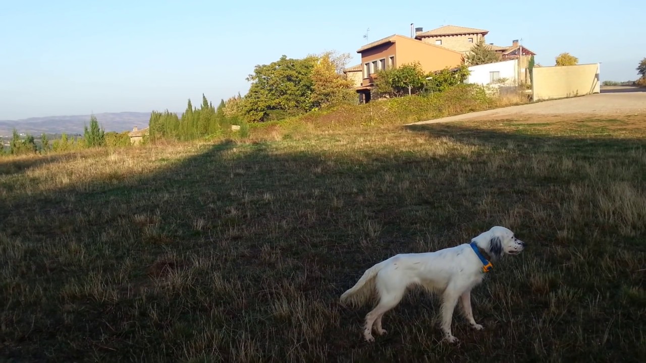 Adaptación del beeper para perros de caza