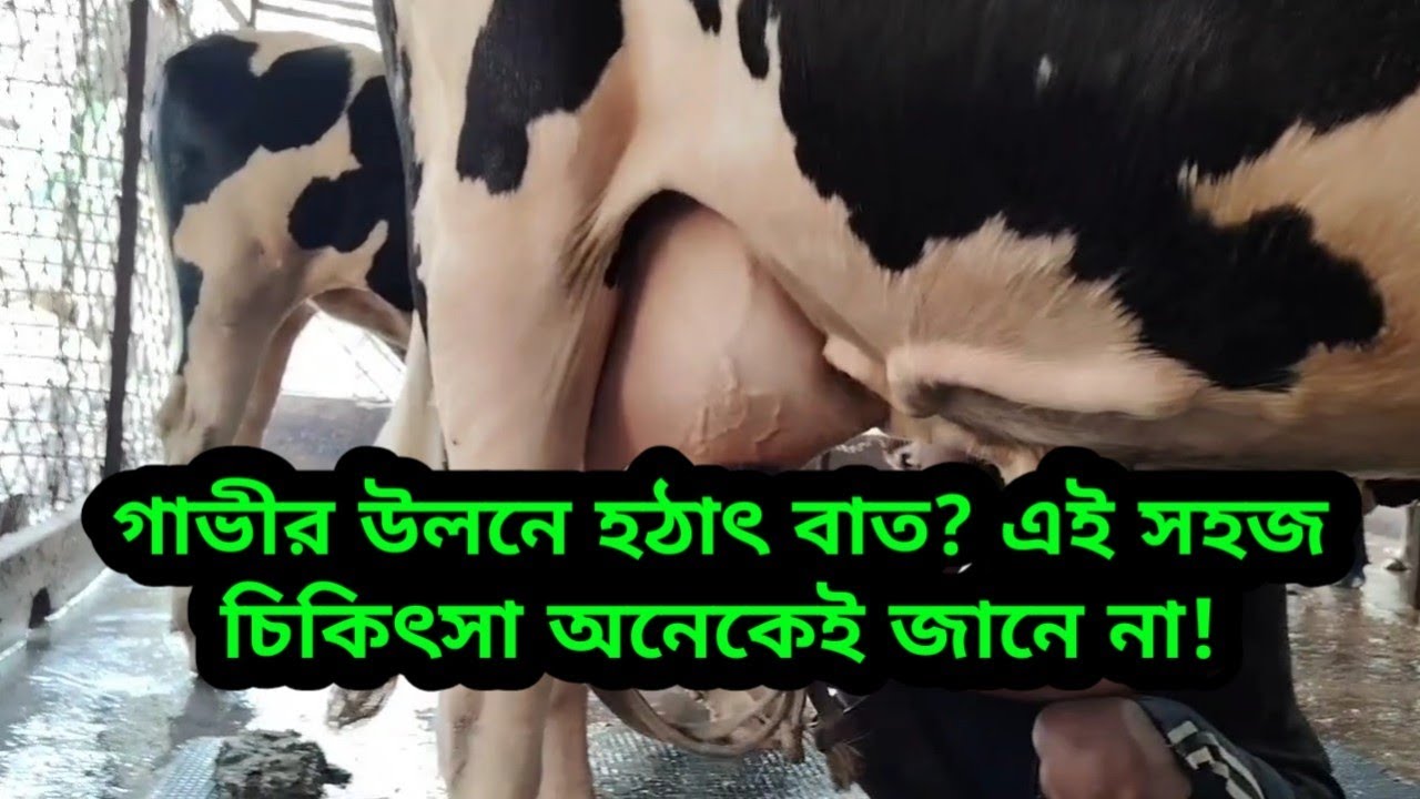 গাভীর উলনে হঠাৎ বাত? এই সহজ চিকিৎসা অনেকেই জানে না!