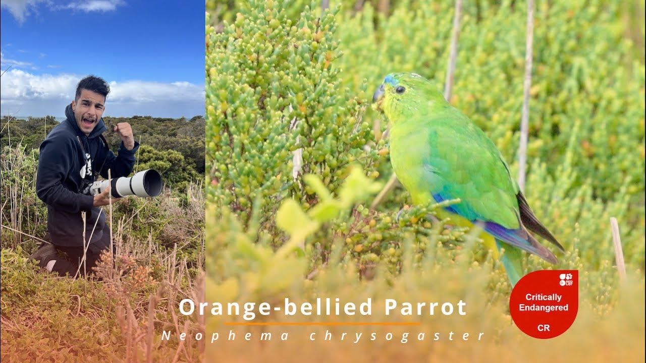 Critically Endangered Orange-bellied Parrots!