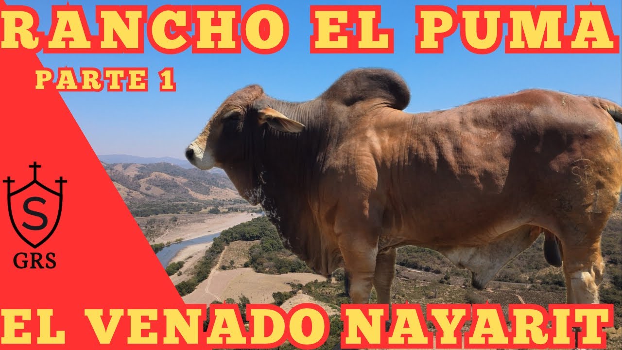 ALTA GENETICA BRAHMAN GRIS Y ROJO NELORE BLANCO Y PINTADO EN EL VENADO NAYARIT | Rancho el PUMA