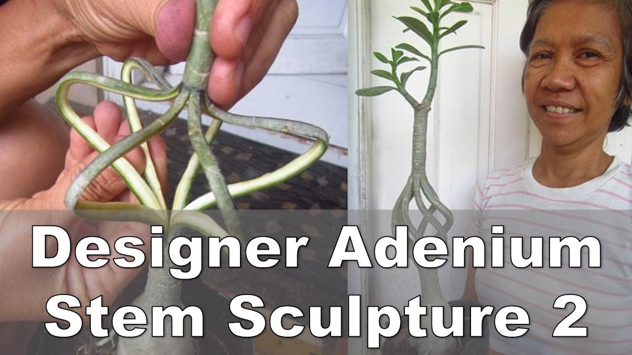 Designer Adenium Stem Sculpture - Advanced