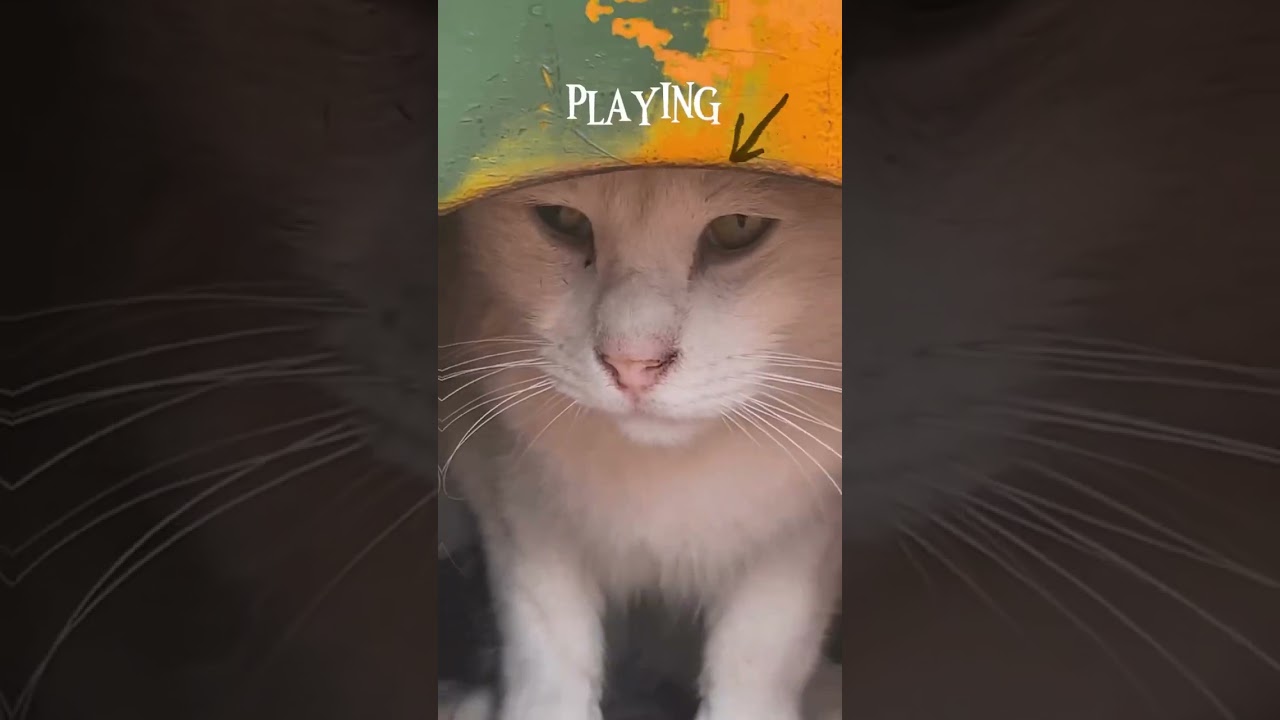 ZEUS'UM🥰
