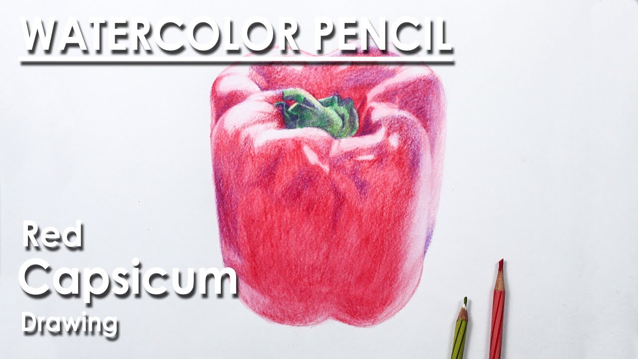How to Draw Realistic Red Capsicum in Watercolor Pencil | step by step