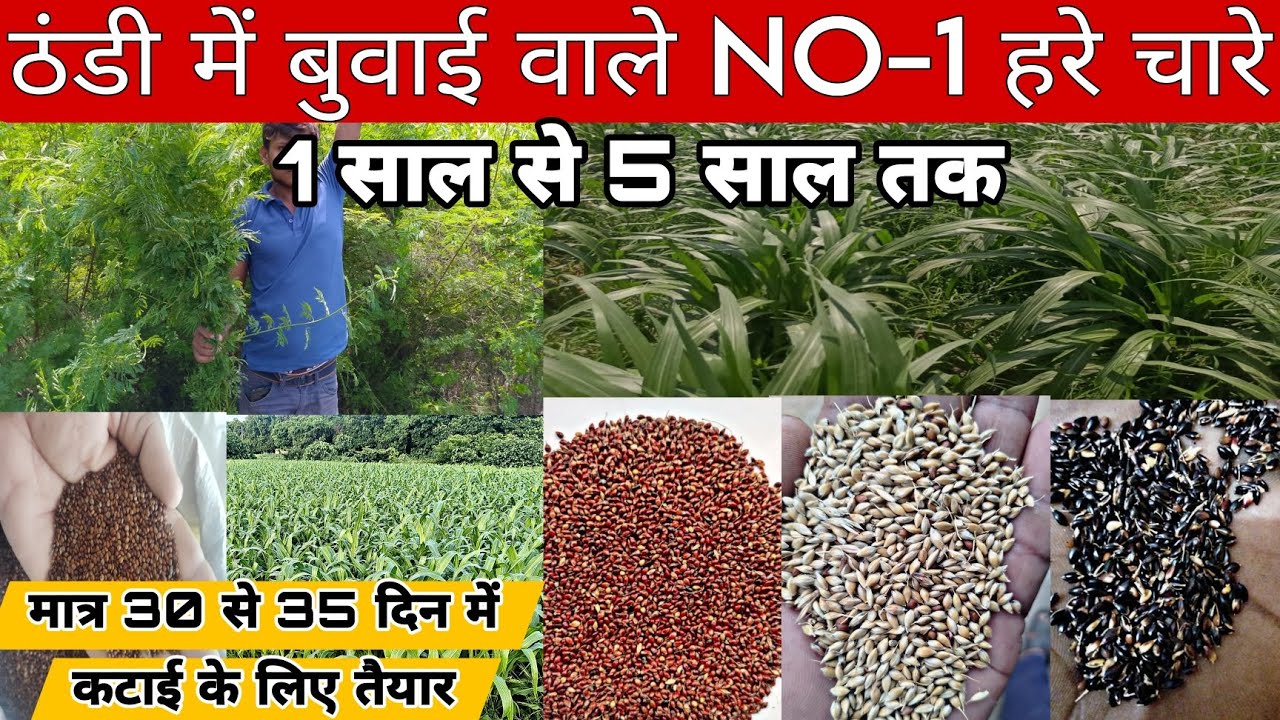 अब सर्दी में भी होगी 🌿🌿🌿 हरे चारे की बंपर पैदावार बरसीन लगाने की जरूरत नहीं best Grass for winter