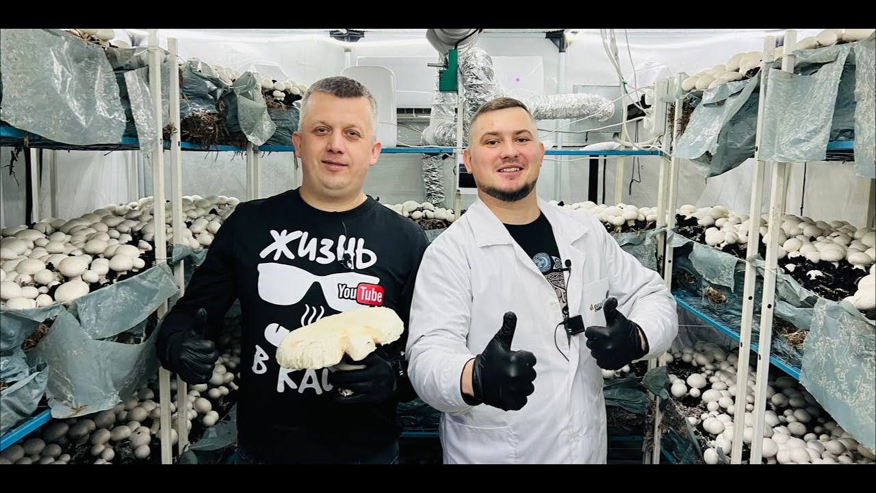 ГРИБЫ ВЫРАЩИВАЕМ - КАК БИЗНЕС. ЮТУБ КАНАЛ - ЖИЗНЬ В КАЙФ. ГОТОВИМ, МАРИНУЕМ,ЖАРИМ.