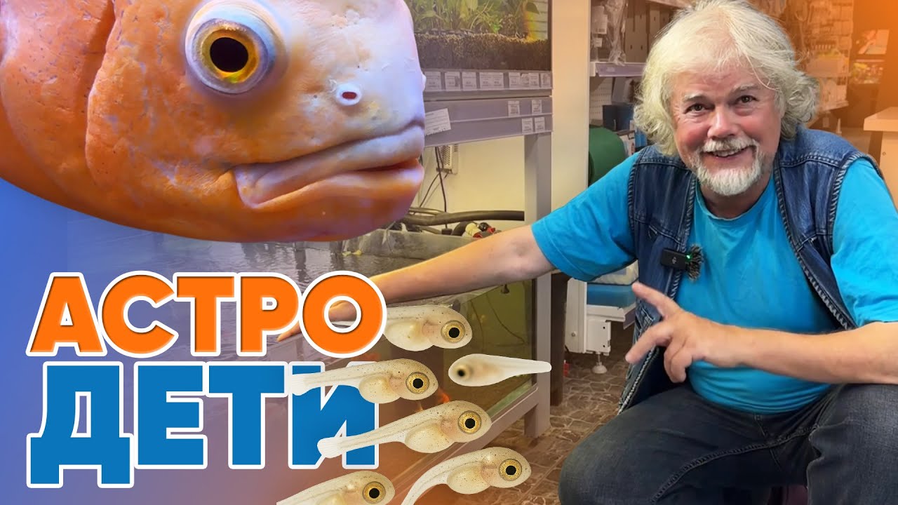 Аквариумные истории из ЭКЗОМЕНЮ (29.08.2025). АСТРОДЕТИ.
