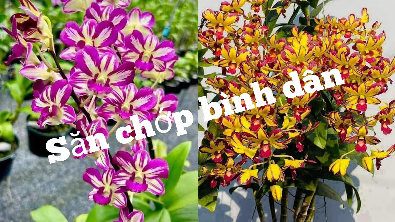 Chớp trưa T6 đủ loại giá bình dân, 0972899855.