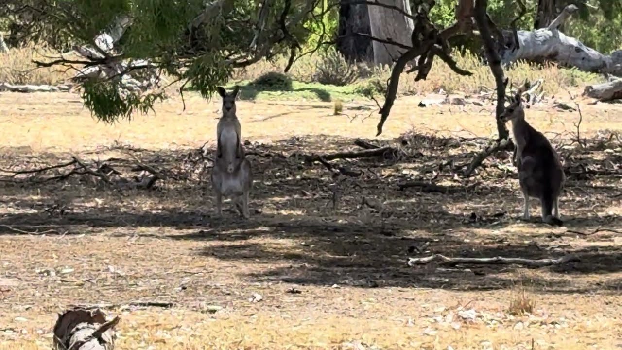 Dog put Roos on Alert 🔔 