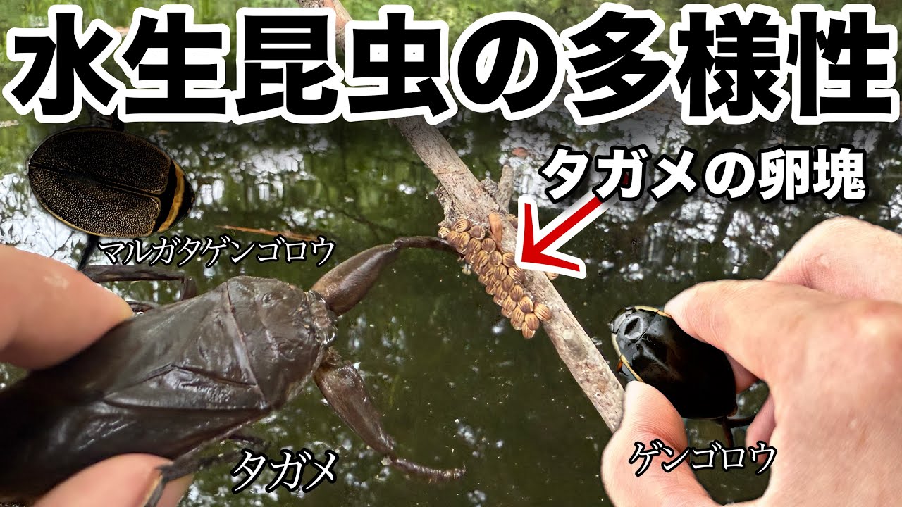 【水生昆虫の楽園】タガメが大量にいる場所へ行ってきた！
