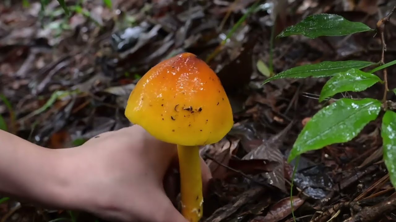 Sounds for Focus| Rainforest Mushroom Hunting 2 | Wilderness Audio