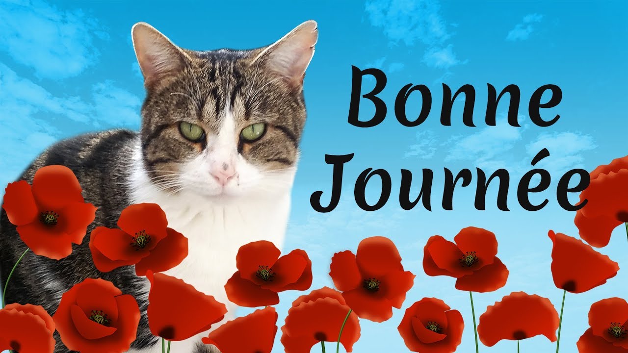 Jolie carte virtuelle - Bonne journée - Chats - Humour