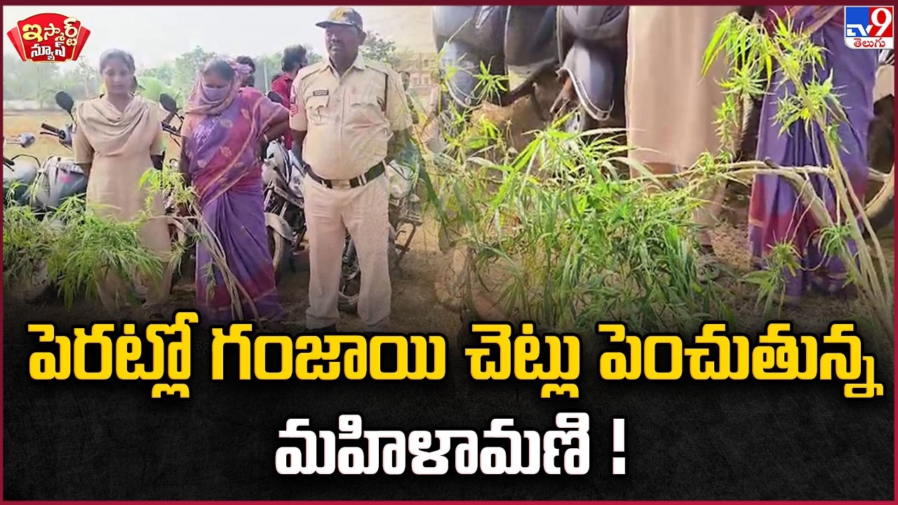 iSmart News :పెరట్లో గంజాయి చెట్లు పెంచుతున్న మహిళామణి ! | Ganja Plants in Backyard -TV9