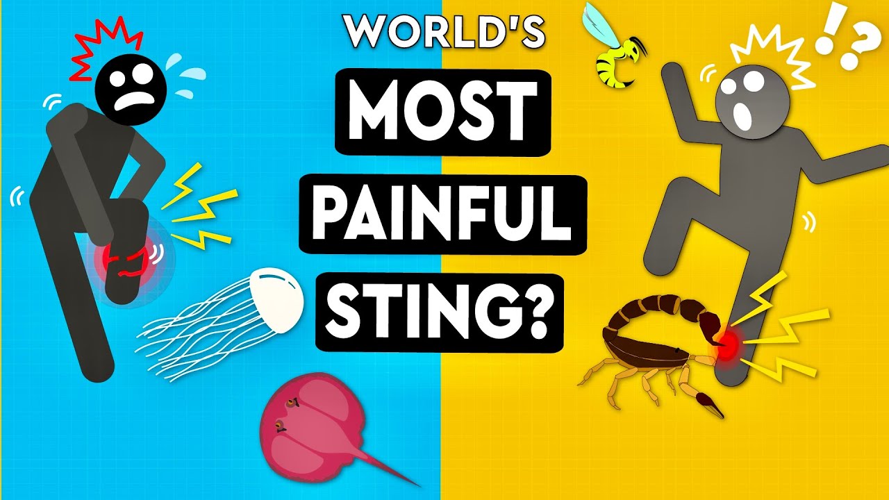 What Is The Worst Animal Sting You Can Survive? DEBUNKED