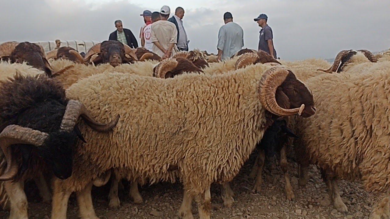 اتمنة الحولي بسوق الاربعاء تطوان 🐏🐑||09/07/2025||0667128425🔥❤️🇲🇦