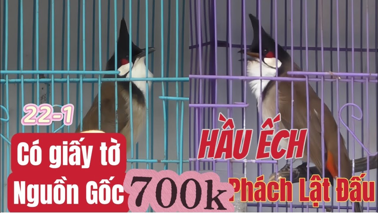 700k 10 Bé Bổi Siêu Khủng Hầu Ếch/Nết Chơi Lật Đấu/Siêu Cầu Cánh Mỏ 22.1