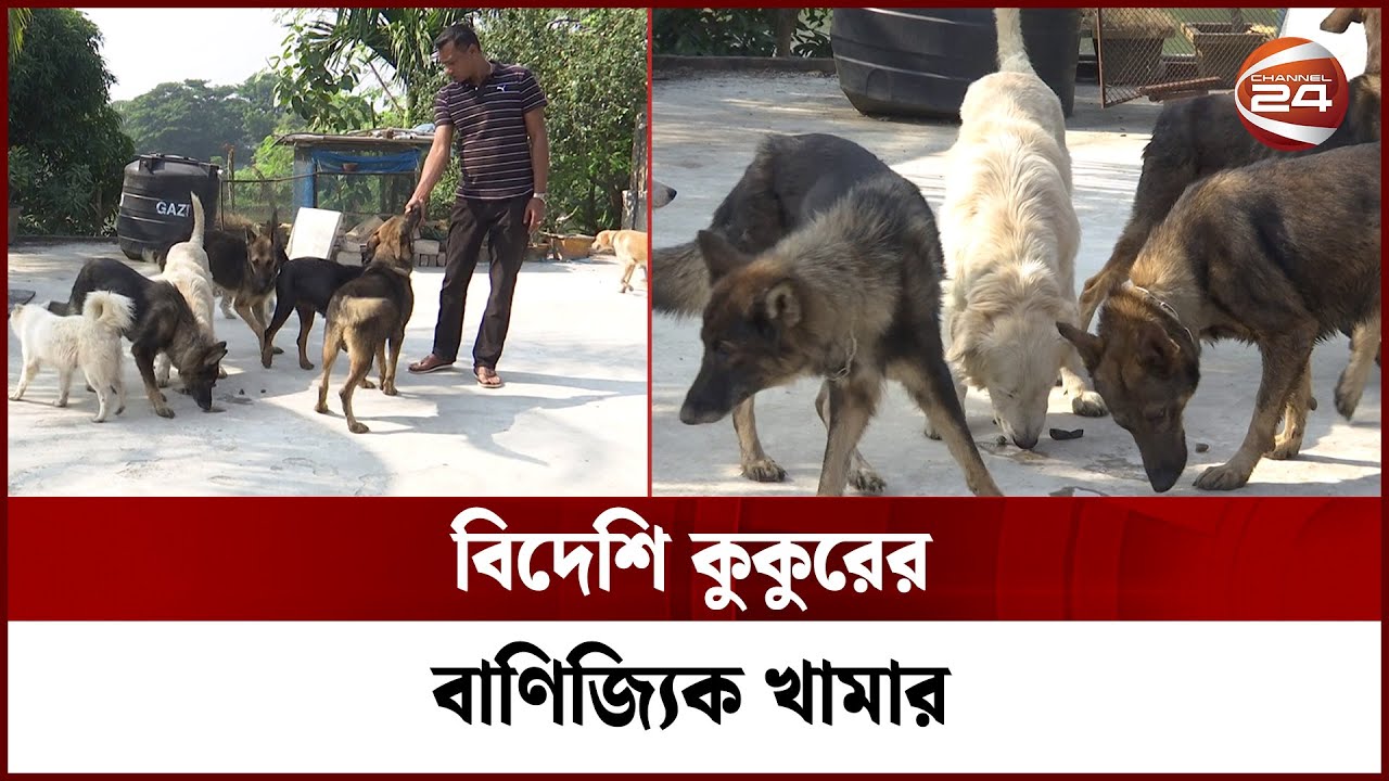 বিদেশি কুকুরের বাণিজ্যিক খামার করে চমক সৃষ্টি করেছেন খুলনার সাদিক | Khulna | Dog | Channel 24