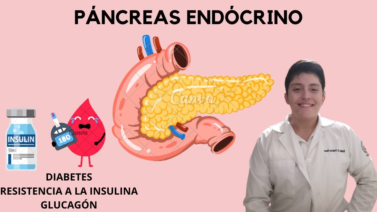 Páncreas endócrino (FISIOLOGÍA)
