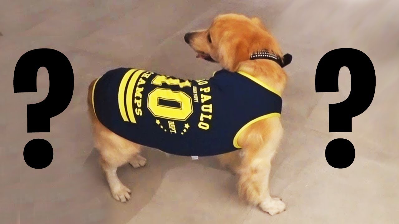 EQUIPAMOS NOSSO CACHORRO!