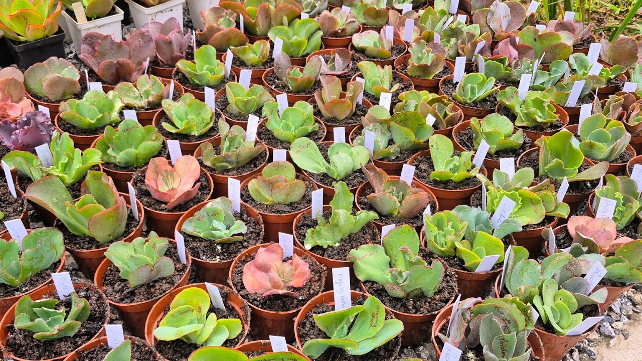 Como Planto Mudas de Gibbifloras | Substrato e Dicas de Cultivo