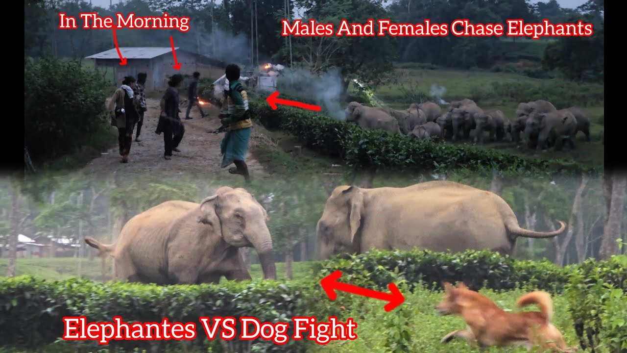 Arly  Morning Wild Elephants Enter The Village Crossing,Dog And Elephants Fight #wildlife #elephant