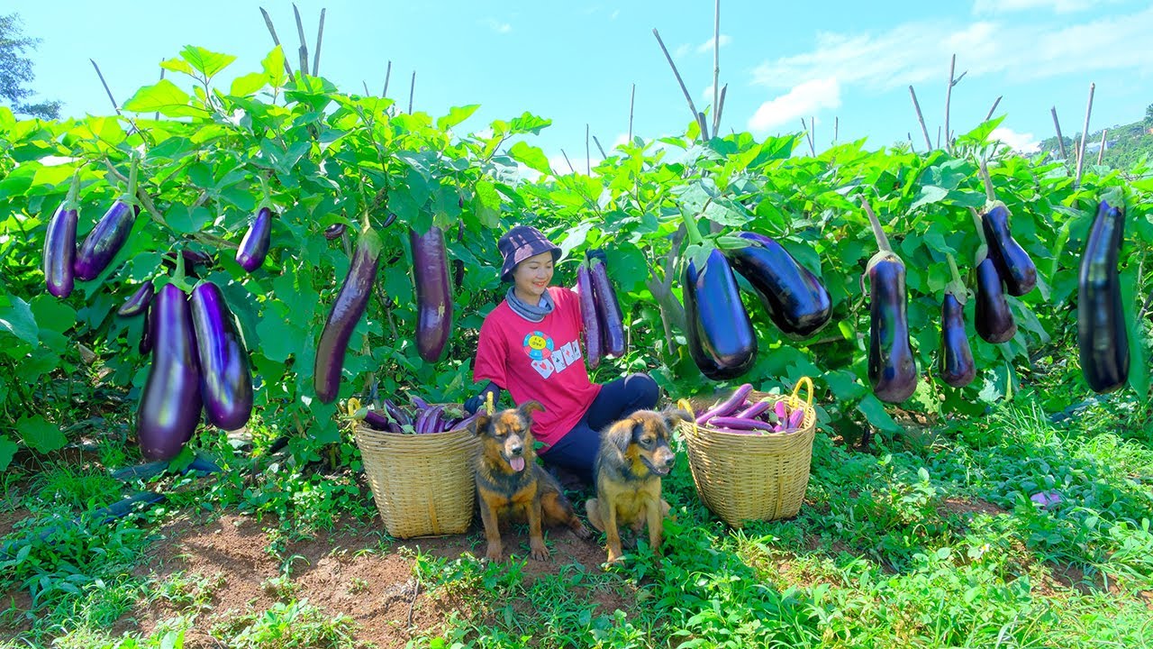 Harvesting Super Large Eggplants Goes To Market Sell - Feeding Mun Min and Taking Care of the Garden