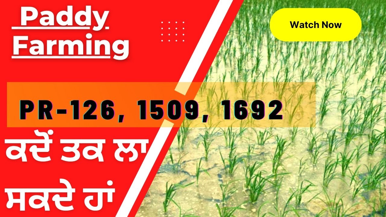 PR-126 1509 and 1692 ਕਿਸਮਾਂ ਕਦੋਂ ਤੱਕ ਲਈਆਂ ਜਾ ਸਕਦੀਆਂ ਹਨ  Late paddy varieties