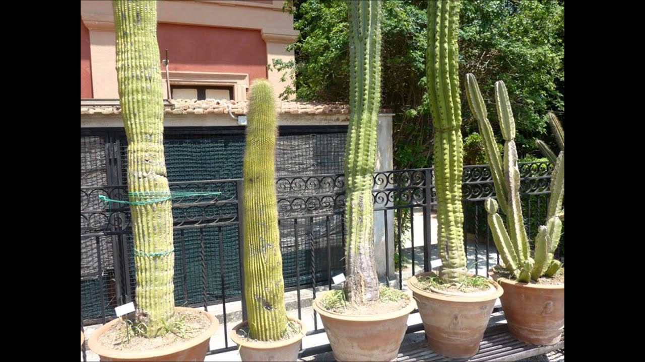 Orto botanico di Palermo i cactus