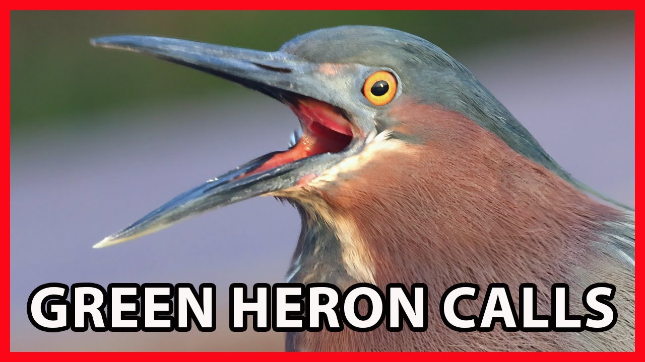 Green Heron Calls and Sounds, Neck Stretches
