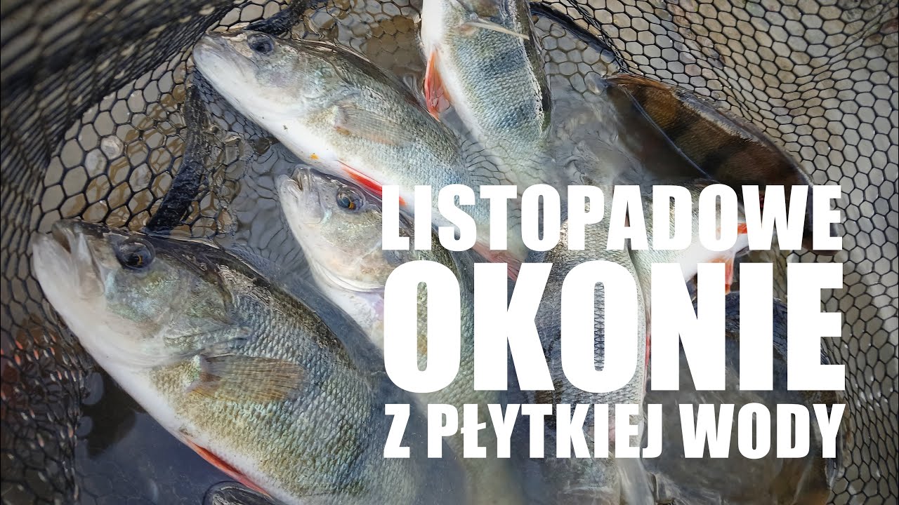 Listopadowe okonie z płytkiej wody - kusiła je wyłącznie guma