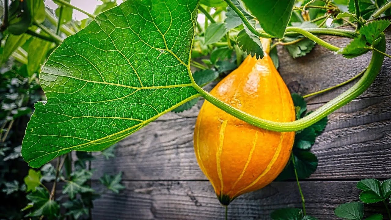 Sun-Kissed Soil: A Gardener's Guide to Soil Solarization