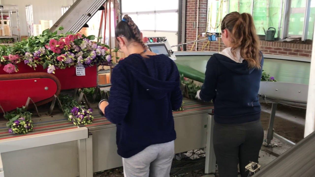 BTM T4100 Flower Bunching machine