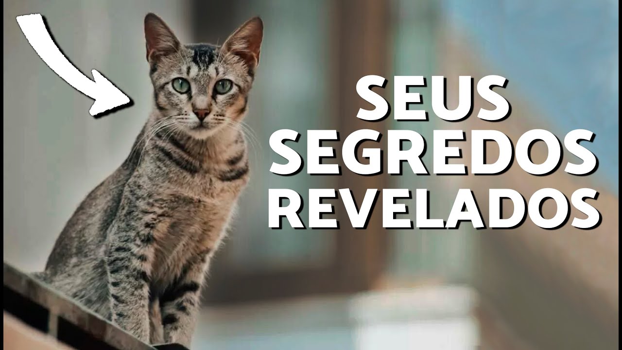 5 Segredos do Gato Mau Eg&iacute;pcio Revelados! 👁️🐈 Descubra estas caracter&iacute;sticas do Mau Eg&iacute;pcio