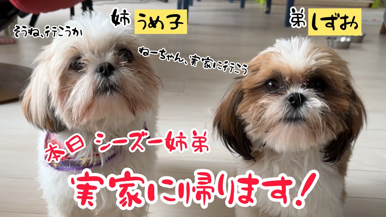 【シーズー犬】姉弟シーズー、一緒に実家に帰省WWW