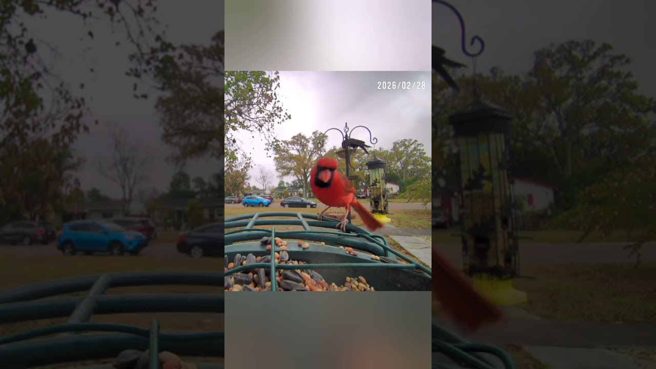 Mr. Cardinal on a Cloudy Day (FL, February)
