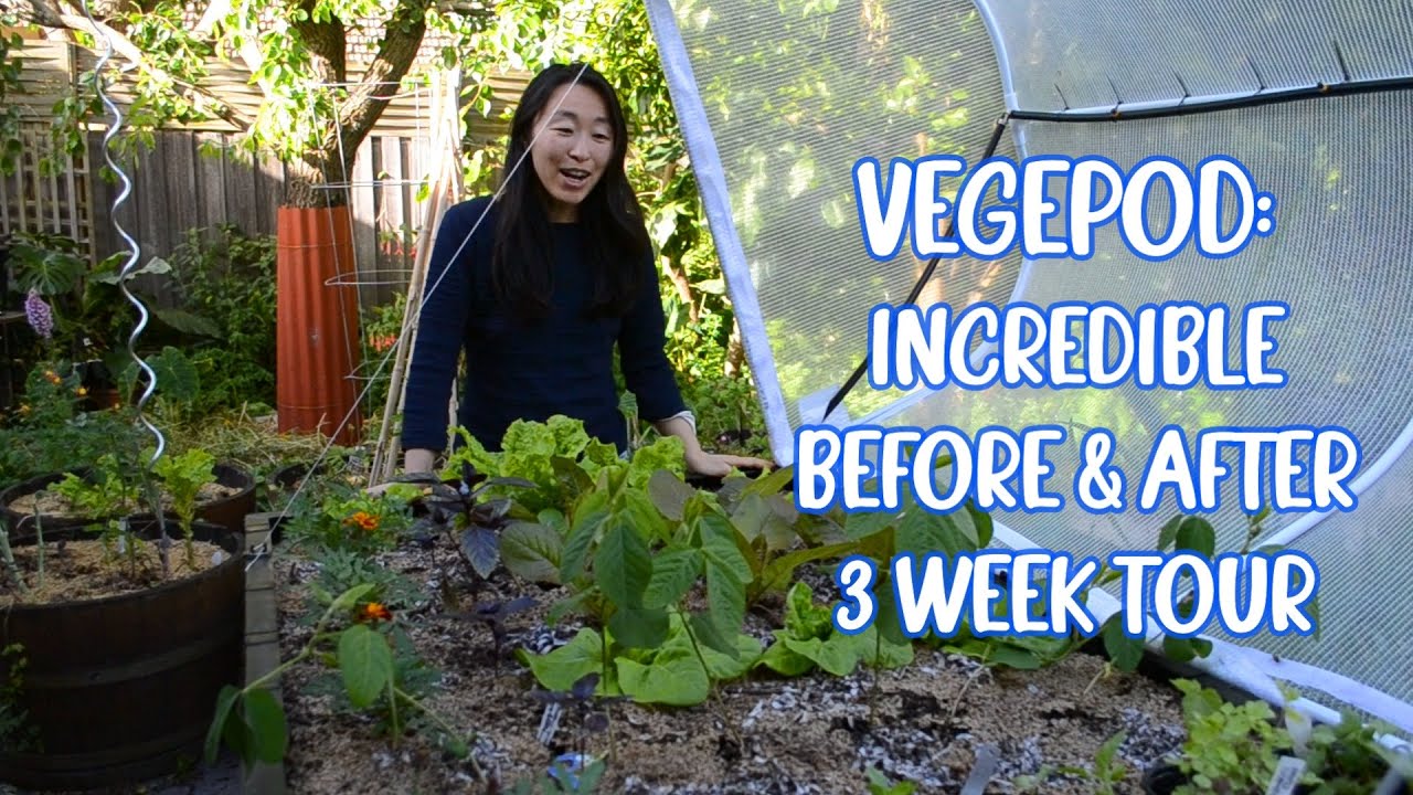 Large Vegepod Raised Garden Bed! Incredible Before & After: 3 Week Update Tour / Growing tips