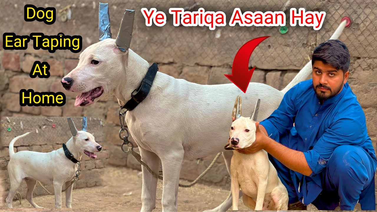 First Time Gultair Puppy Ki Ear Taping Ki | Dog Ear Taping At Home | Pets | Punjabi Shok Vlogs