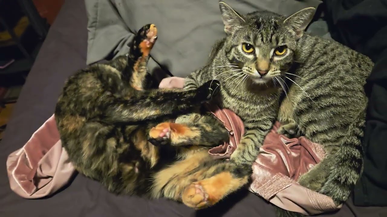 upendra finds ferns foot delicious for some reason