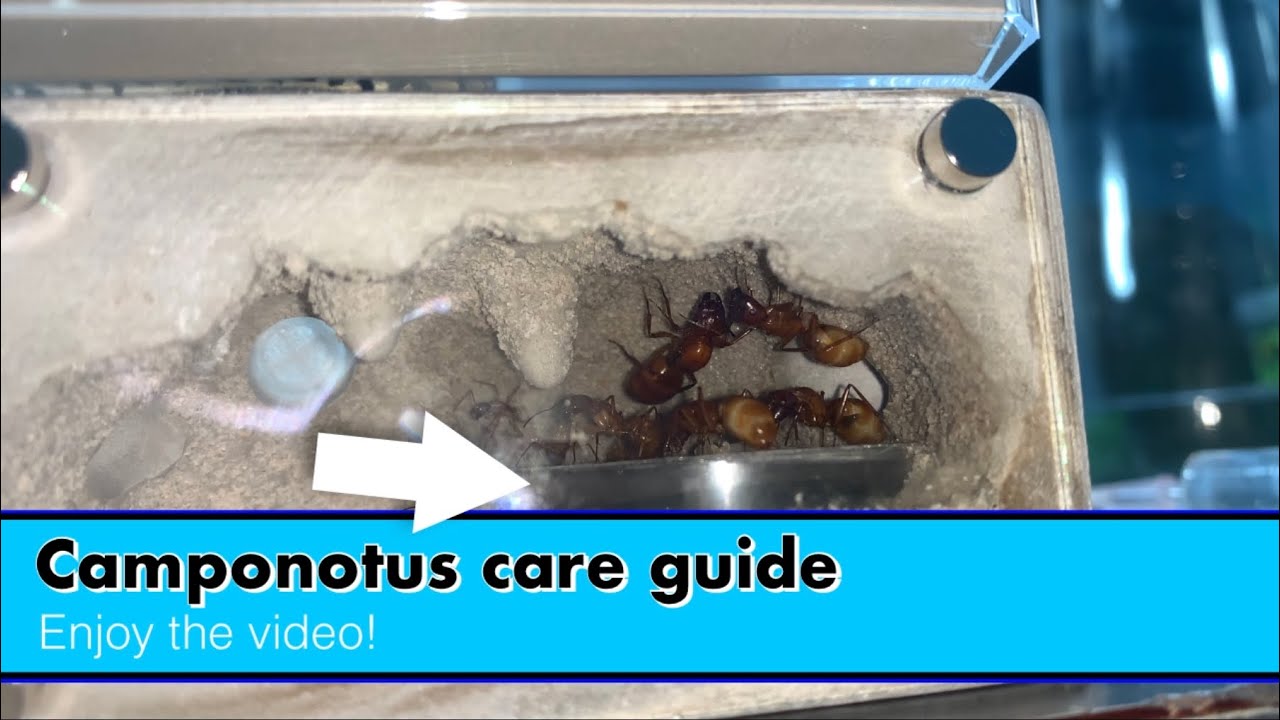 Camponotus care guide (How to keep Camponotus ants as pets)