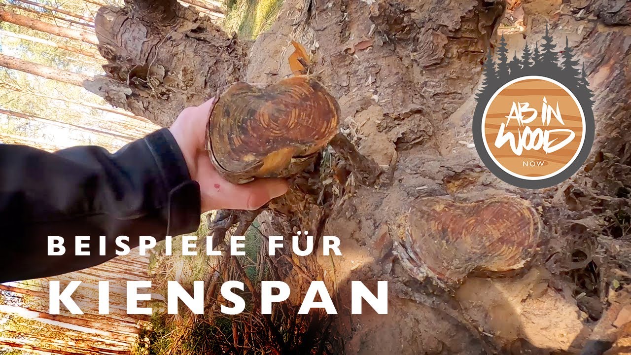 Beispiele für Kienspan auf einer kleinen Tagestour