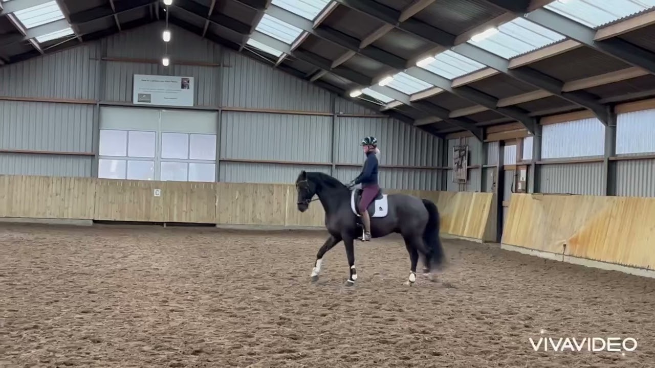 SOLD: 7 yo gelding, Governor x Ferro, 1.65 m.
