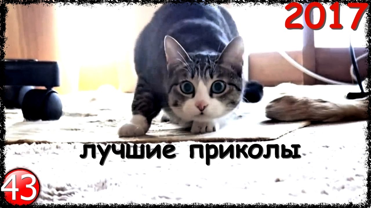 Приколы 2017 лучшие!Новые смешные убойно ржачные приколы 720hd