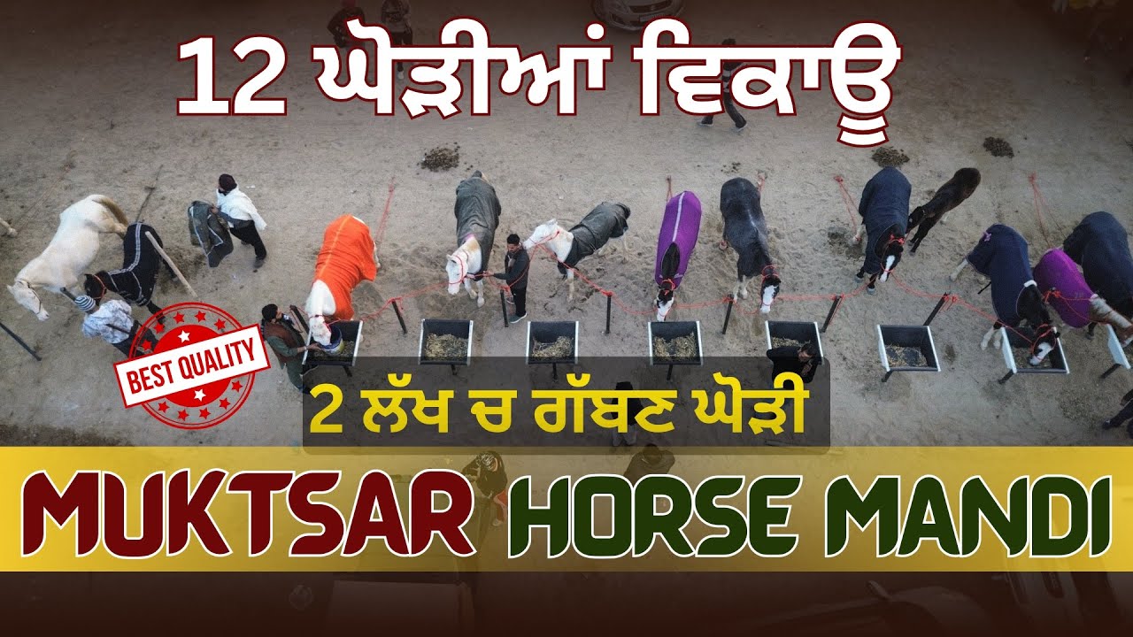 11ਘੋੜੀਆਂ ਤੇ ਇਕ ਵਛੇਰਾਂ ਵਿਕਾਊ ਇਕ ਇਕ ਜਾਨਵਰ ਦੀ ਗਰੰਟੀ11animal sale in Muktsar #muktsarhorsemela  #muktsar