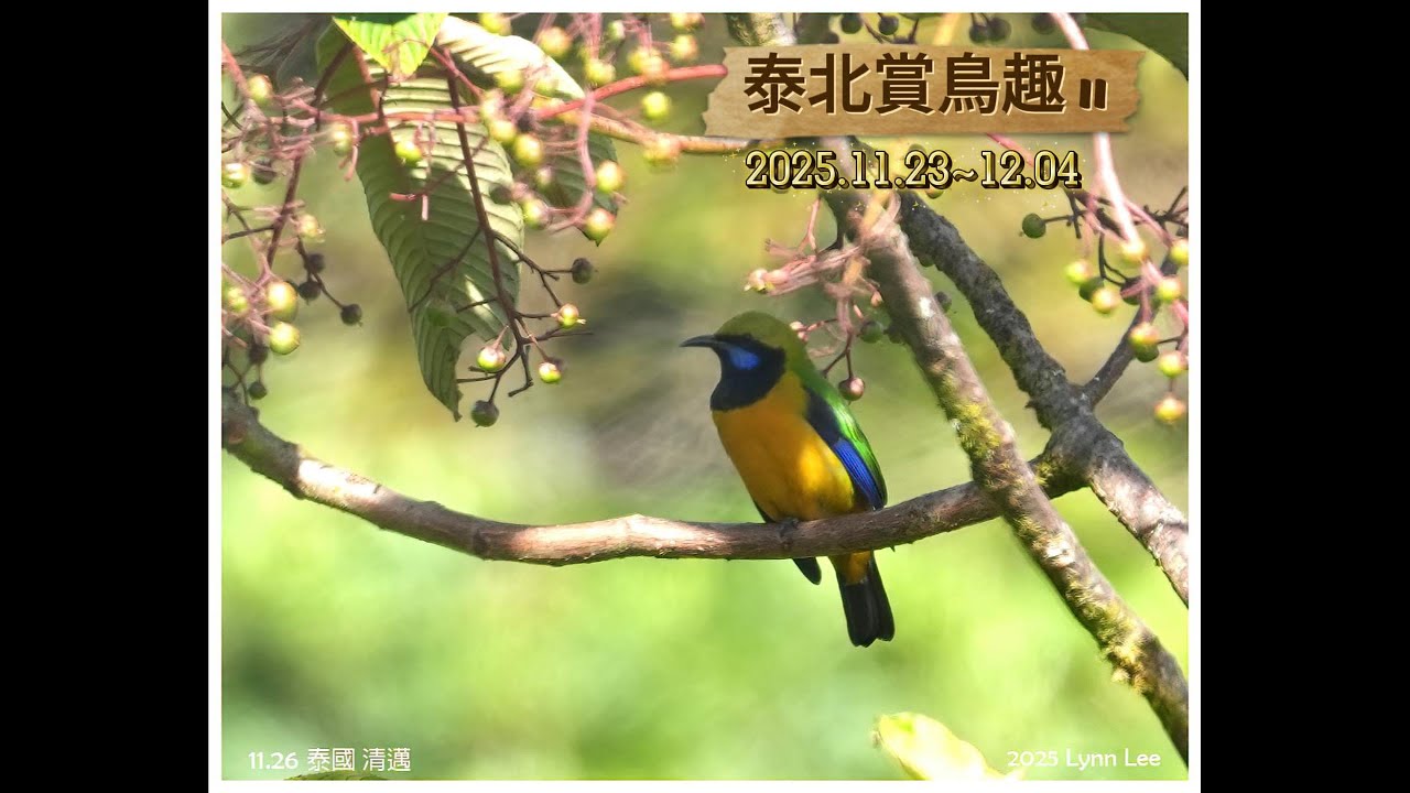 2025.11.23~12.04 泰北賞鳥趣 Part II