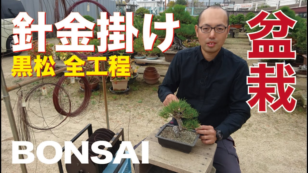 黒松の針金掛け・最初から最後までお見せします【盆栽・初心者講座】